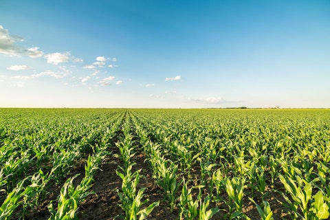 Green corn maize field in early stage